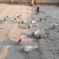 20عدد کفتر کله سینه رنگی