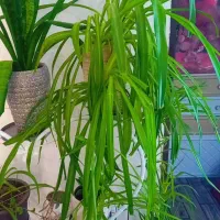 استند با گل و گلدان|گل و گیاه طبیعی|تبریز, |دیوار