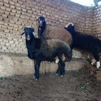 گوسفند نر|حیوانات مزرعه|خلیل شهر, |دیوار