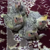 4عدد عروس هلندی سرلاکی