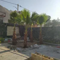 فروش انواع درخت