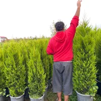 لاوسون زباله