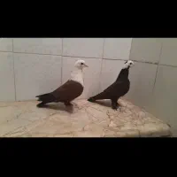 کربلایی|پرنده|بجنورد, |دیوار