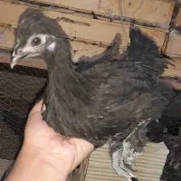 جوجه و نوچه مرندی و لهستانی|حیوانات مزرعه|قم, شهدا|دیوار