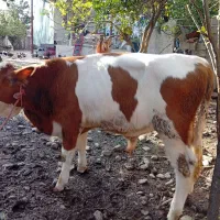 گاوگوساله سمینتال