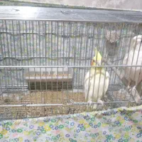 عروس هلندی مولد