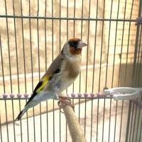 سهره گمشده|پرنده|قدس, شهرقدس|دیوار