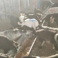 حدود 40عددبز نروماده جوان برای پرواری خوبه|حیوانات مزرعه|شوشتر, |دیوار