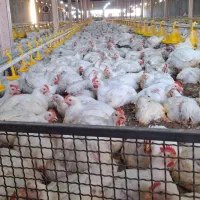 گارگر جهت مرغداری گوشتی