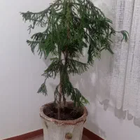 گلدان همراه با گل|گل و گیاه طبیعی|ساوه, |دیوار