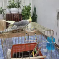 پرنده عروس هلندی فروشی|پرنده|تهران, اوقاف|دیوار