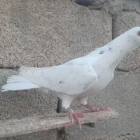 سه تا کبوتر