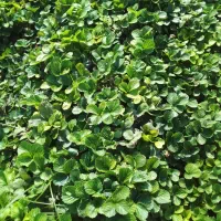 توت فرنگی سابرینا درجه یک|خدمات باغبانی و درختکاری|خان ببین, |دیوار