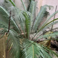 گل سیکاس ۱۲ ساله|گل و گیاه طبیعی|رشت, کوی بیانی|دیوار