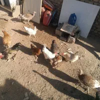 مرغ وخروس قیمت پایینترازهمجا|حیوانات مزرعه|خواف, |دیوار