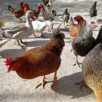 سلام ۱۲عدد مرغ محلی جوان تخم گذار|حیوانات مزرعه|ایوان, |دیوار