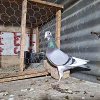 ماده پلاکی|پرنده|مرودشت, ابوذر شمالی‎|دیوار