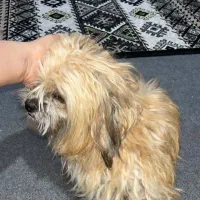 سگ شیتزو|سگ|شوشتر, |دیوار