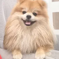 سگ آپارتمانی پامرانین