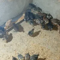 جوجه گلپایگان