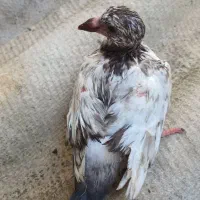 کبوتراس کده|پرنده|فریدون‌کنار, |دیوار