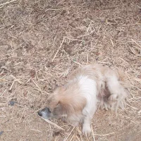 سگ پاپی،سگ