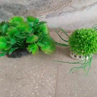 وسایل آکواریوم|ماهی|قزوین, |دیوار