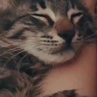 واگذاری گربه نر