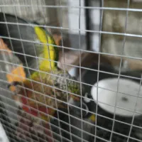 گرینچیک فوق دستی سرلاکی