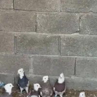 فروش 6 عدد طوقی خوب با یه کله