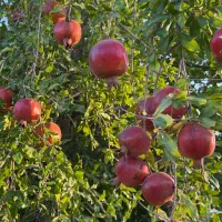 فروش باغ ۱۰۰۰ متری