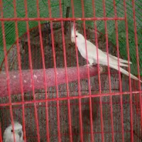 جفت مولد عروس هلندی|پرنده|خرم‌آباد (تنکابن), |دیوار