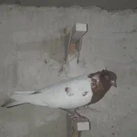 جوجه سینه نر|پرنده|شیراز, پانصد دستگاه ارتش|دیوار