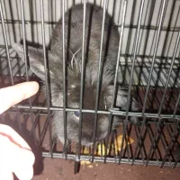 خرگوش لپ اصیل