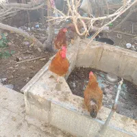 خروس رسمی ده ماهه|پرنده|یزد, |دیوار