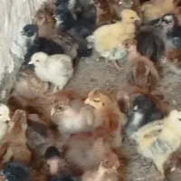 جوجه محلی گلپایگان