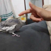 عروس هلندی نر سخنگو|پرنده|لاهیجان, خمیر کلایه|دیوار