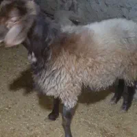 بره قوچ هترو|حیوانات مزرعه|مشهد, عامل|دیوار