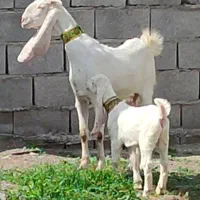 بز کهره گلابی اصل درجه یک موقعیت جیرفت