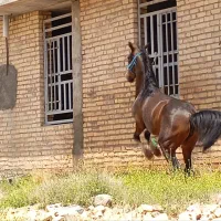 کره مادیون ۲ساله نیمه پرخون شجره دار|اسب و تجهیزات اسب‌سواری|رونیز, |دیوار