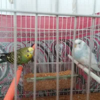 مرغ عشق