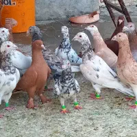 دسته کبوتری زرد و سرخ و سرور کفتر|پرنده|شیراز, شهرک سعدی|دیوار