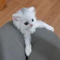 گربه پرشین لوس و بازیگوش