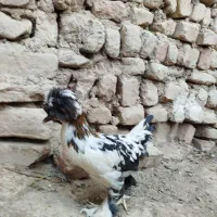 مرغ و خروس|حیوانات مزرعه|آران و بیدگل, |دیوار