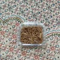 کرم میلورم خشک شده|خزنده|مشهد, شاهد (شهرک غرب)|دیوار