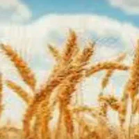گندم باسیلو بذری
