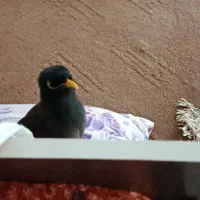 گم شدن مرغ مینا