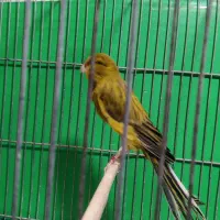 قناری رسمی بلند  وموزایکی نر و ماده آماده جفت