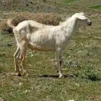 نر بز سانن