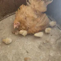 تخم مرغ نطفه دار زینتی برهما و کوشین|حیوانات مزرعه|شیراز, رکنآباد|دیوار